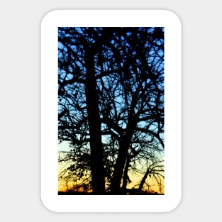 Trees 77 by Kristalin Davis Sticker